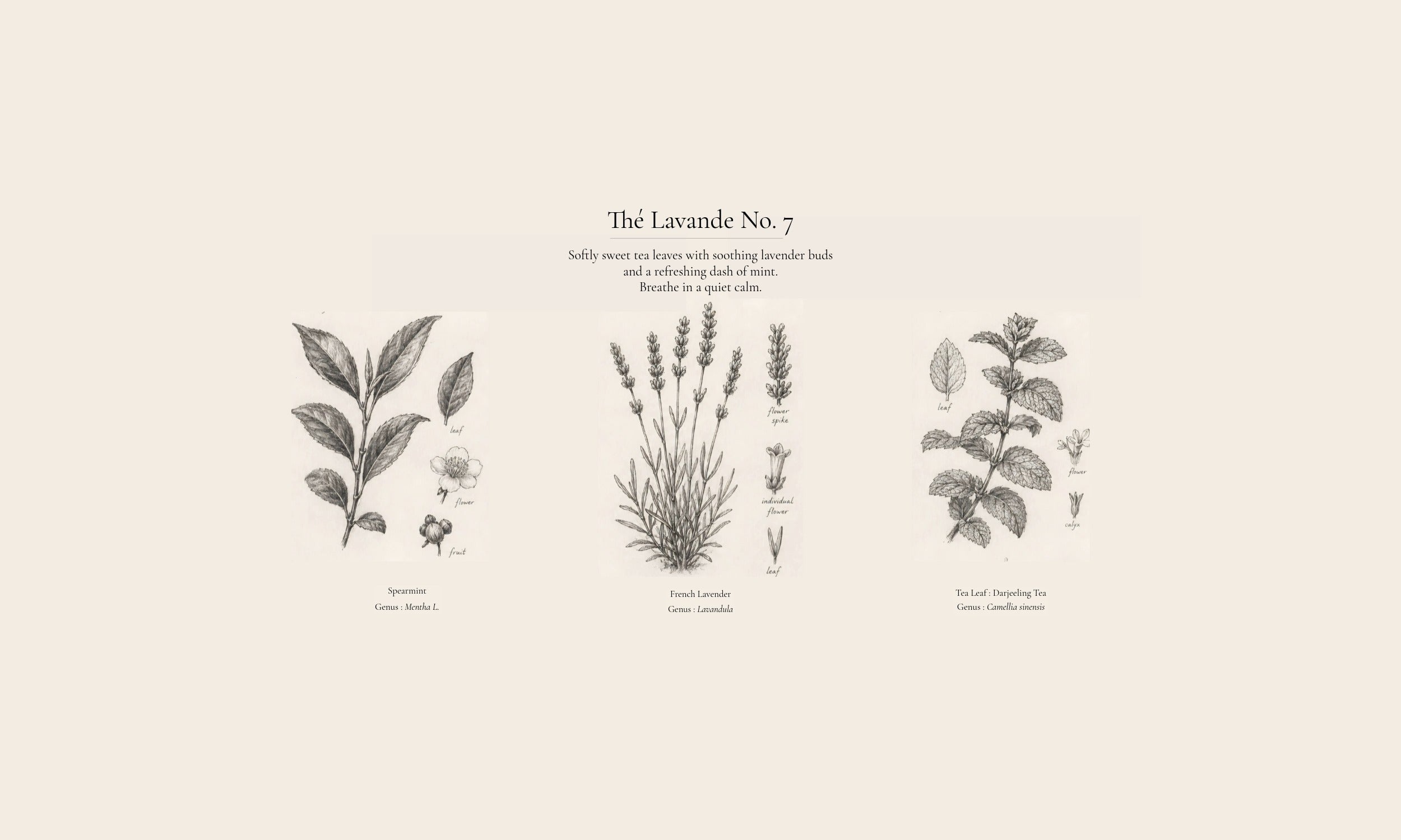 A botanical art print featuring three detailed black ink illustrations of a lavender plant, spearmint plant and tea leaf on a warm cream background, with the title 'The Lavande No. 7' centered above them.