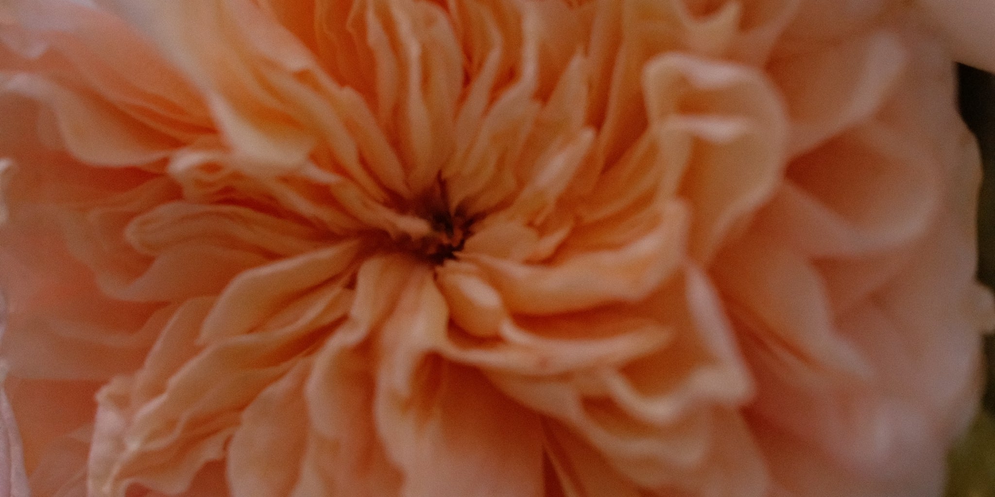 Close-up of a peach-colored flower with a soft focus background