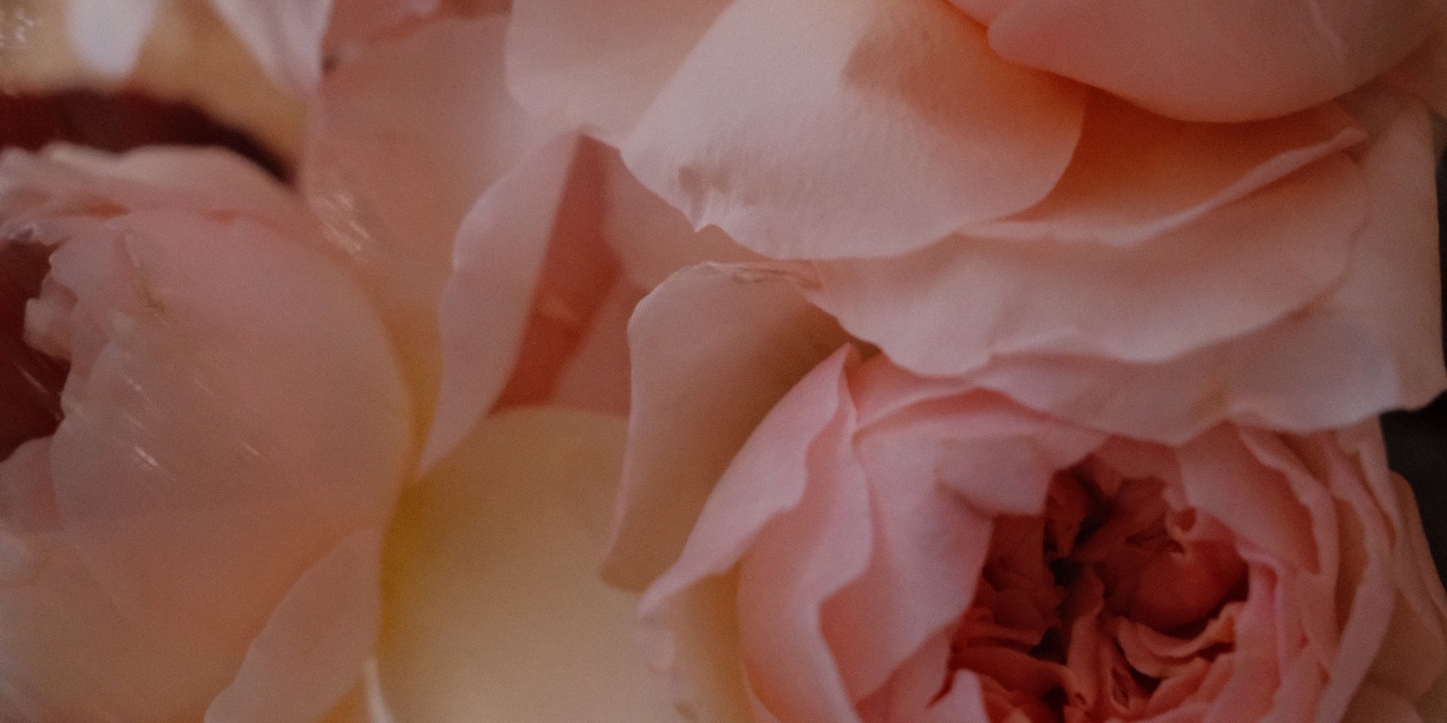 Close-up of pink roses with a blurred background